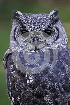 Greyish Eagle Owl or Vermiculated Eagle owl