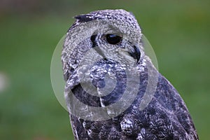 Greyish Eagle Owl or Vermiculated Eagle owl