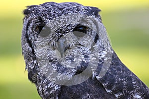 Greyish Eagle Owl or Vermiculated Eagle owl