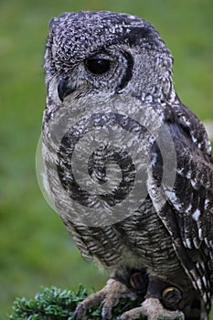 Greyish Eagle Owl or Vermiculated Eagle owl