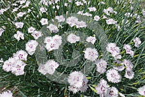 Greyish green foliage and white flowers of Dianthus deltoides