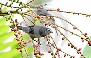 Greyish Saltator Saltator coerulescens