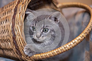 Greykitten in a brown basket