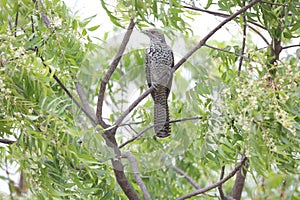 Greykoel - Grey Cuckoo bird