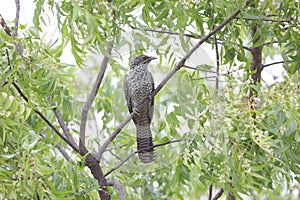 Greykoel - Grey Cuckoo bird