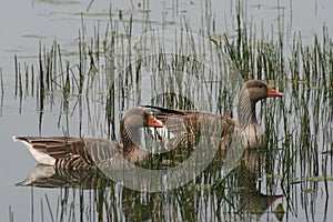 Greylag geese