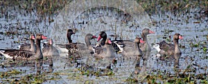 Greylag Geese