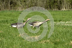 Greylag geese photo