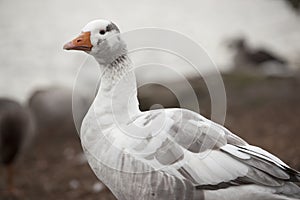 Greylag geese