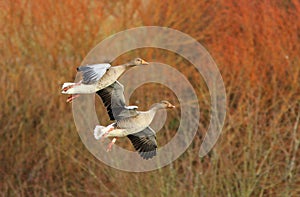 Greylag Geese