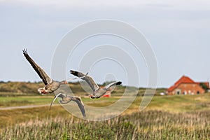 Greylag geese (Anser anser