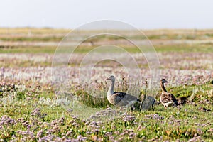 Greylag geese (Anser anser