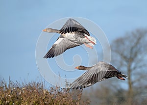 Greylag Geese - Anser anser in flight.