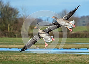 Greylag Geese - Anser anser in flight.