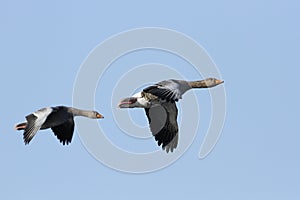 Greylag Geese (Anser anser) in flight.