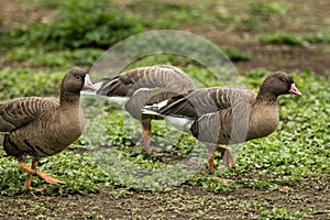 The greylag geese Anser anser on the lake shore, green vegetation in background, scene from wildlife, Germany, common bird in