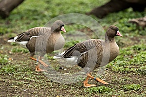 The greylag geese Anser anser on the lake shore, green vegetation in background, scene from wildlife, Germany, common bird in