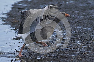 Greylag Geese [Anser anser] taking off