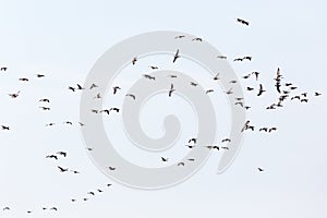 Greylag geese Bird migration