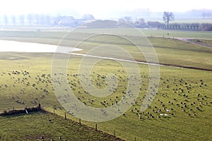 Greylag geese in dutch river landscape, Brummen