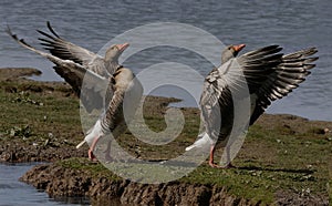 Greylag Geese Exercising