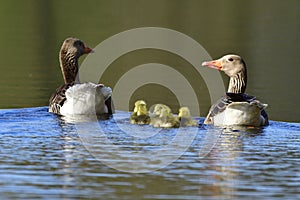 Greylag geese family