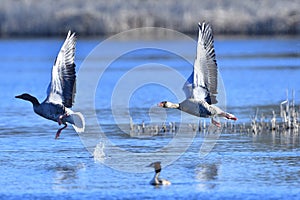 Greylag geese in fight