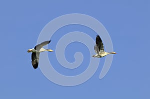 Greylag geese in flight