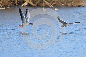 Greylag Geese in flight