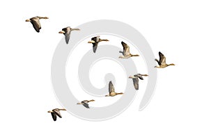 Greylag Geese in flight