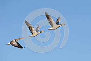 Greylag Geese in flight