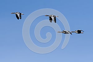 Greylag geese in flight against blue sky