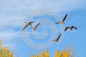 Greylag Geese in flight