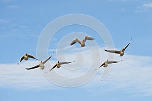 Greylag Geese in flight