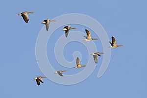 Greylag Geese in flight photo