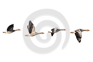 Greylag Geese in flight