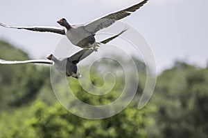 Greylag geese in flight. Migrating wild bird nature image with c