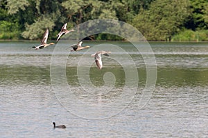 Greylag geese in flight