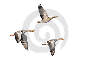 Greylag Geese in flight photo