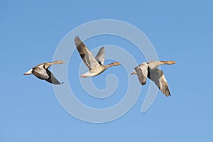 Greylag Geese in flight