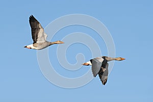 Greylag Geese in flight