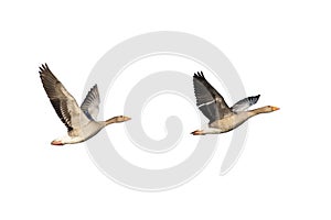 Greylag Geese in flight photo