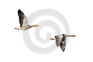 Greylag Geese in flight