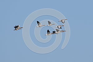 Greylag Geese Flock photo