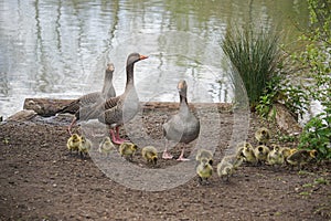 Greylag geese with goslings in West Stow Country Park, Suffolk