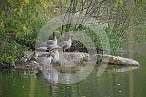 Greylag geese with goslings in West Stow Country Park, Suffolk