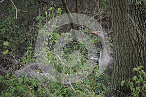 Greylag geese with goslings in West Stow Country Park, Suffolk