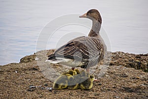 Greylag geese with goslings in West Stow Country Park, Suffolk