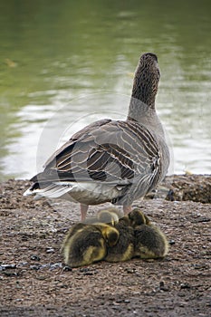 Greylag geese with goslings in West Stow Country Park, Suffolk