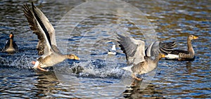 Greylag geese in Kelsey Park, Beckenham. One goose chases another